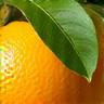 Exotische Yuzu-Zitrusfrucht, Premium japanische Frucht, selten