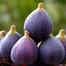 Frische Schweizer Bergfeigen, saisonale regionale Frucht